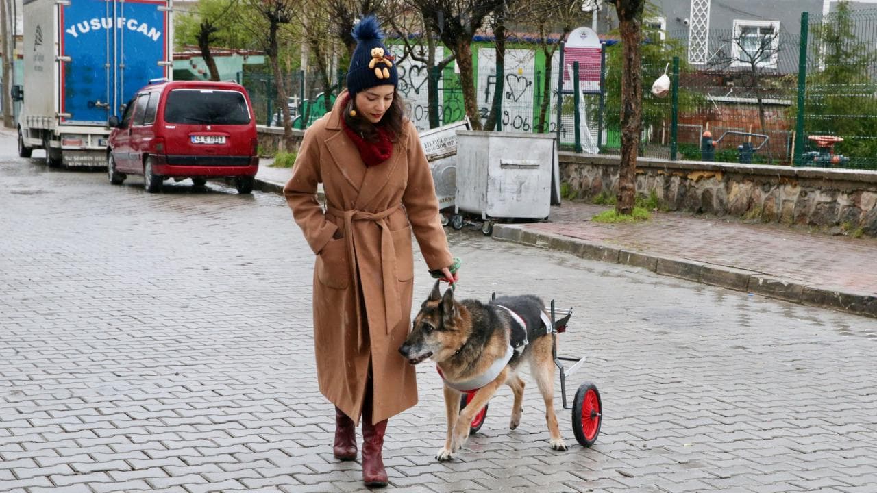 Eskişehir'de 12 Yıllık Alman Çoban Köpeği Yürüteçle Yeniden Yürümeye Başladı